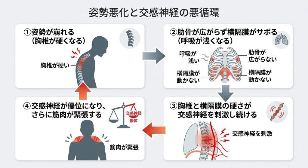 姿勢悪化と交感神経の悪循環を示す図。①姿勢が崩れる（胸椎が硬くなる）、②肋骨が広がらず横隔膜がサボる（呼吸が浅くなる）、③胸椎と横隔膜の硬さが交感神経を刺激し続ける、④交感神経が優位になりさらに筋肉が緊張する、という4つのステップのループを解説しています。
